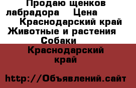 Продаю щенков лабрадора  › Цена ­ 12 000 - Краснодарский край Животные и растения » Собаки   . Краснодарский край